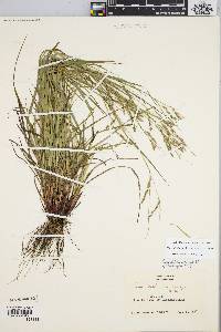 Carex debilis var. rudgei image