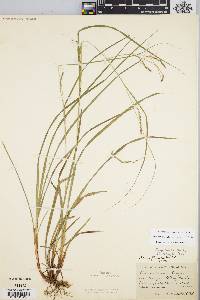 Carex debilis var. rudgei image