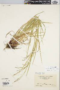 Carex debilis var. rudgei image