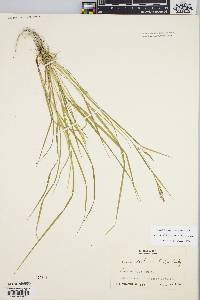Carex debilis var. rudgei image