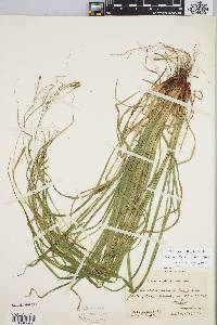 Carex debilis var. rudgei image