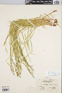 Carex debilis var. rudgei image