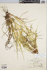 Carex debilis var. rudgei image