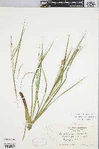 Carex debilis var. rudgei image