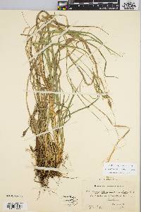 Carex debilis var. rudgei image