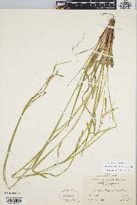 Carex debilis var. rudgei image