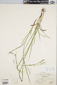 Carex debilis var. rudgei image