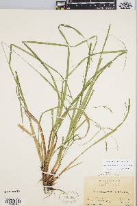 Carex debilis var. rudgei image