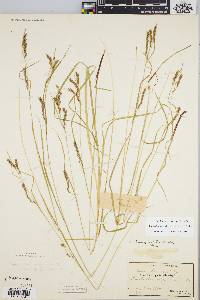 Carex debilis var. rudgei image