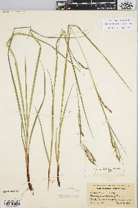 Carex debilis var. rudgei image