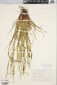 Carex debilis var. rudgei image