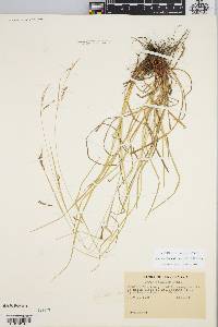 Carex debilis var. rudgei image