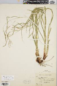 Carex debilis var. rudgei image