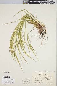 Carex debilis var. rudgei image