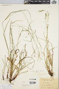 Carex debilis var. rudgei image