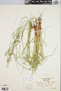 Carex debilis var. rudgei image