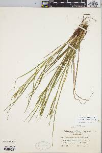 Carex debilis var. rudgei image