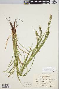 Carex debilis var. rudgei image