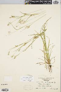 Carex debilis var. rudgei image