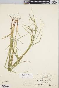Carex debilis var. rudgei image