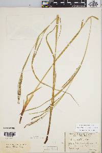 Carex debilis var. rudgei image