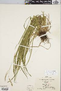 Carex debilis var. rudgei image