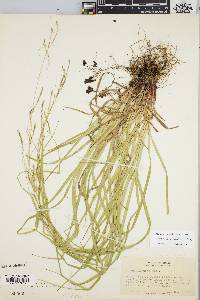 Carex debilis var. rudgei image