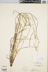 Carex debilis var. rudgei image