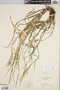 Carex debilis var. rudgei image