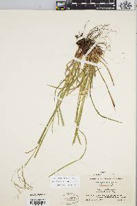 Carex debilis var. rudgei image