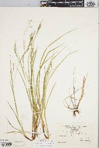 Carex debilis var. rudgei image