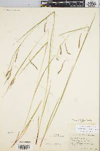 Carex debilis var. rudgei image