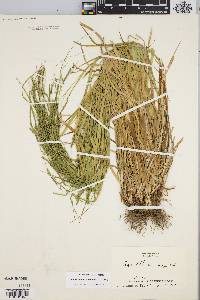 Carex debilis var. rudgei image