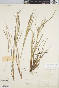 Carex debilis var. rudgei image