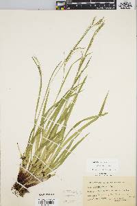 Carex arctata image