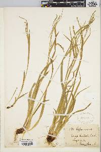 Carex arctata image