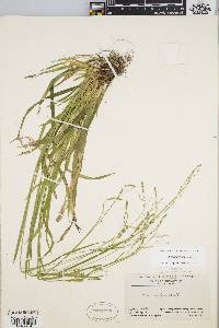 Carex arctata image