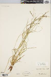 Carex arctata image