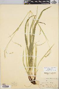 Carex arctata image