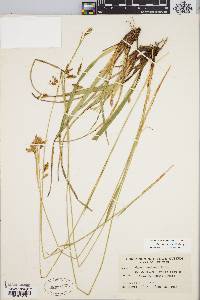 Carex castanea image