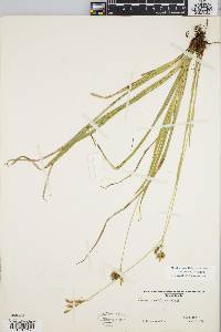 Carex castanea image