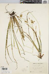 Carex castanea image