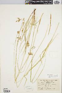 Carex castanea image