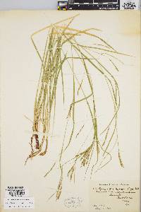 Carex debilis var. rudgei image