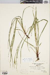 Carex debilis var. rudgei image