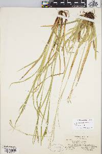 Carex debilis var. rudgei image