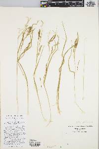 Carex debilis var. rudgei image