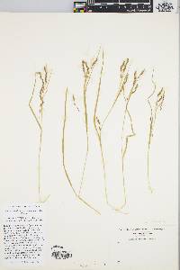 Carex debilis var. rudgei image