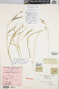 Carex debilis var. rudgei image