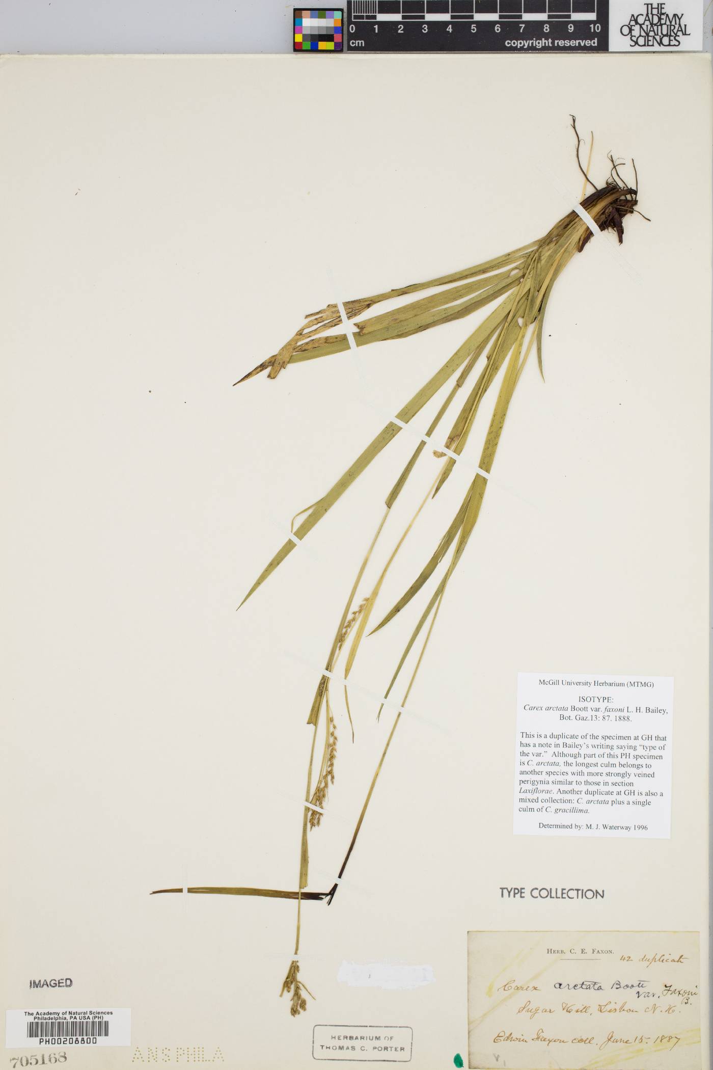 Carex arctata var. faxonii image